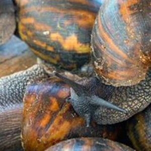Escargots frais 600 Gr